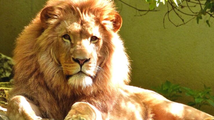 carattteristiche leone