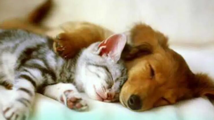 animali domestici che dormono