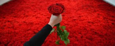 rosa rossa