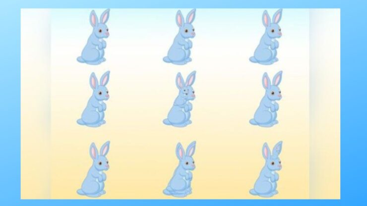 test conigli