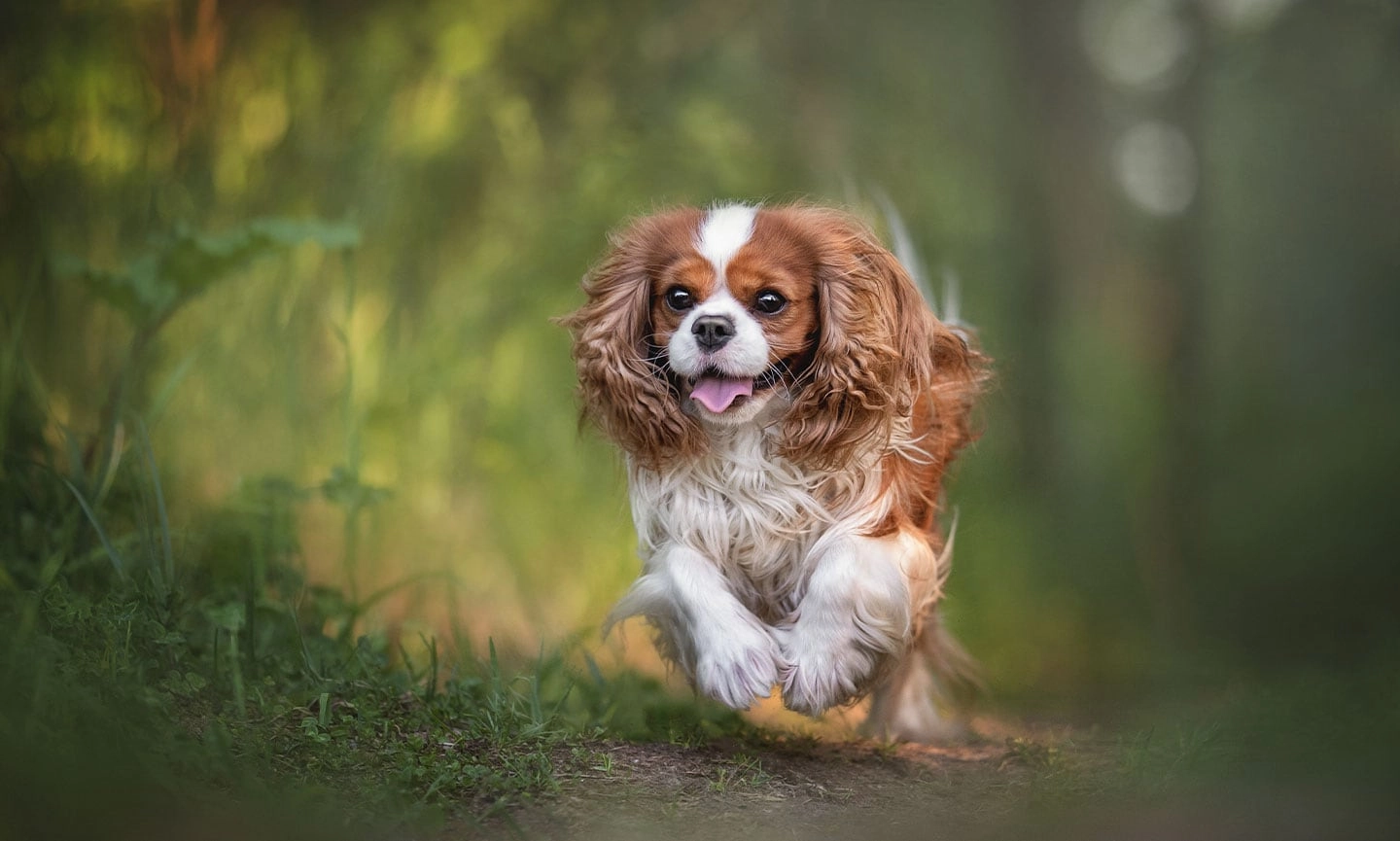 cavalier king