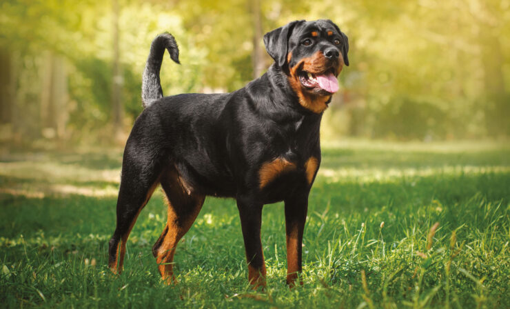 Quale razza di cane è la migliore per te in base al tuo segno zodiacale