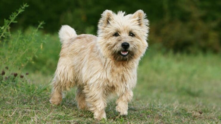Quale razza di cane è la migliore per te in base al tuo segno zodiacale