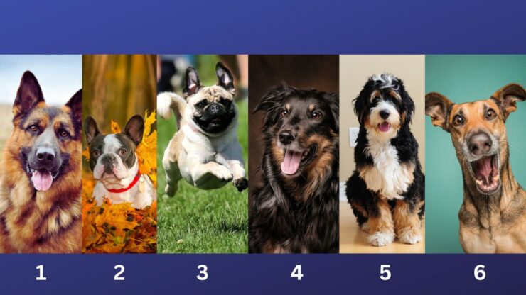 test cani