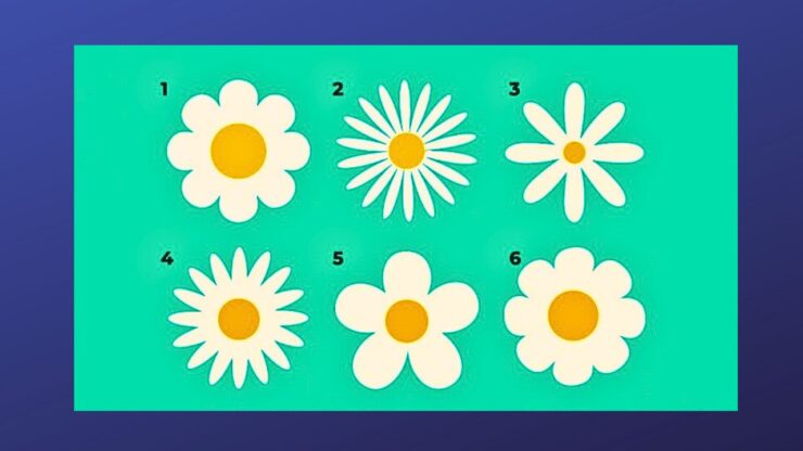 test fiori margherite
