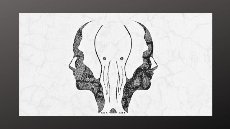 test elefante volti