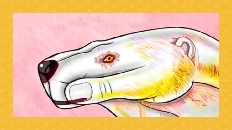 test orso mano