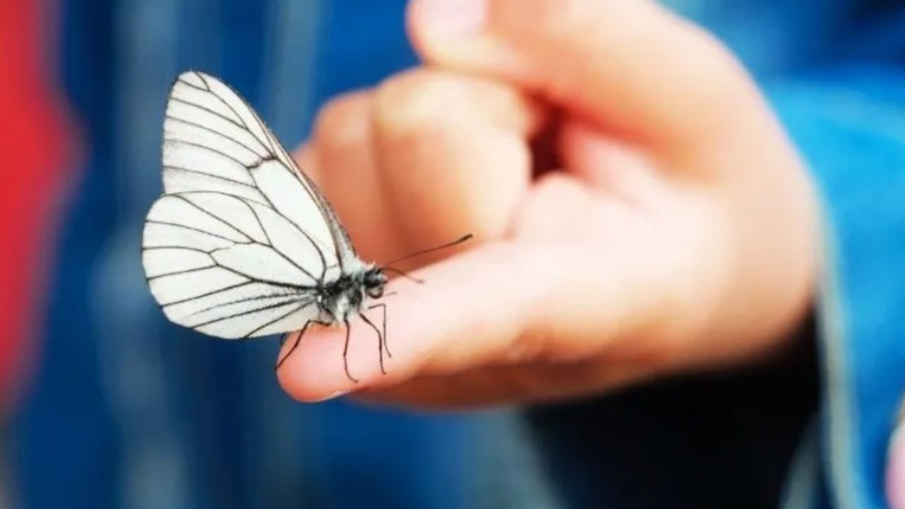 insetto dalle ali bianche